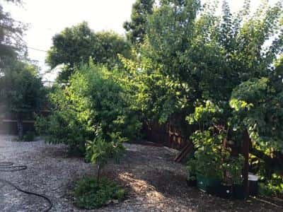 West San Jose, Nice Private Room for Rent 雅房出租 4